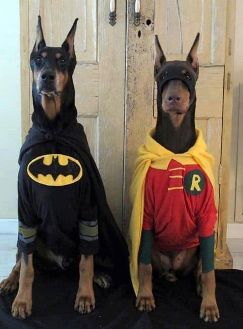 Matching Dog Costumes-Batman and Robin
