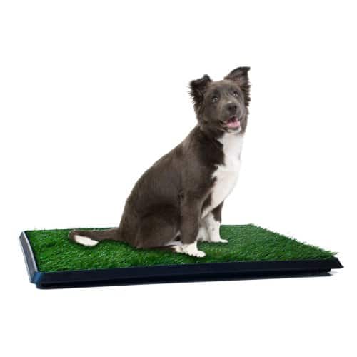 Dog Pee Grass Patch -Train Your Dog to Go on the Grass