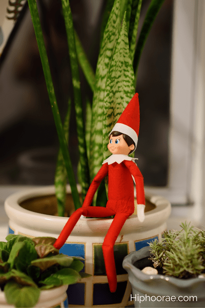 Elf on the shelf in garden plant
