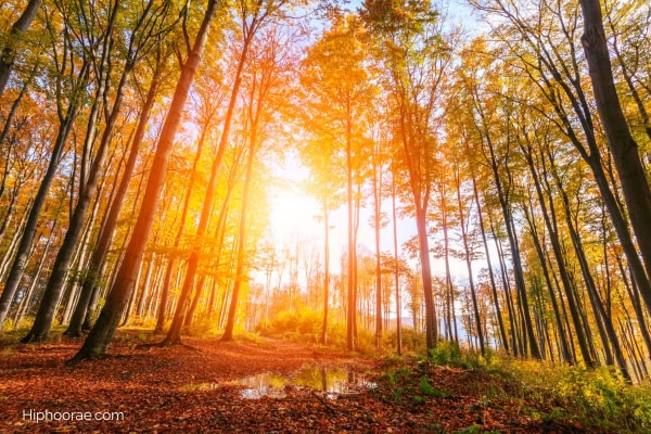 Fall forest sunrise