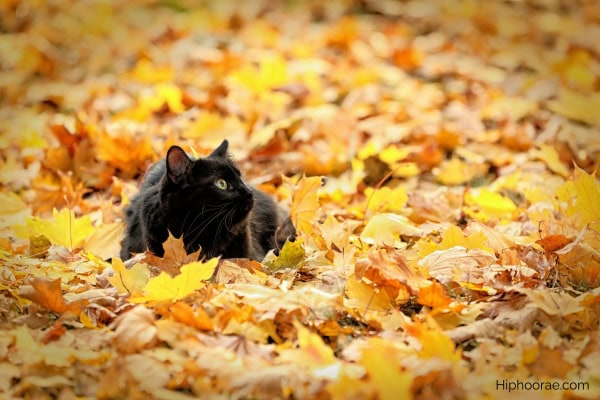 Black cat on fall leaves