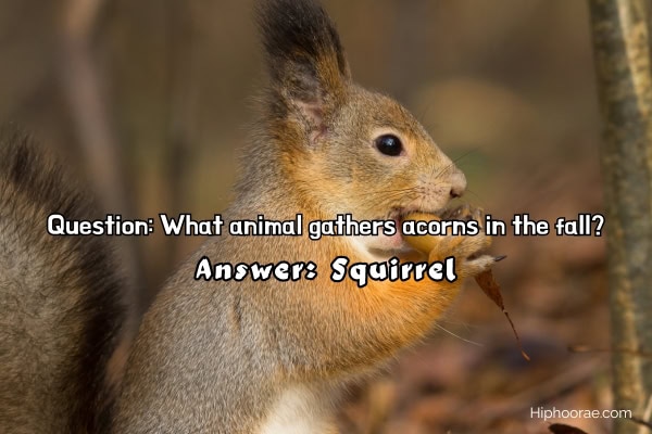 squirrel with an acorn