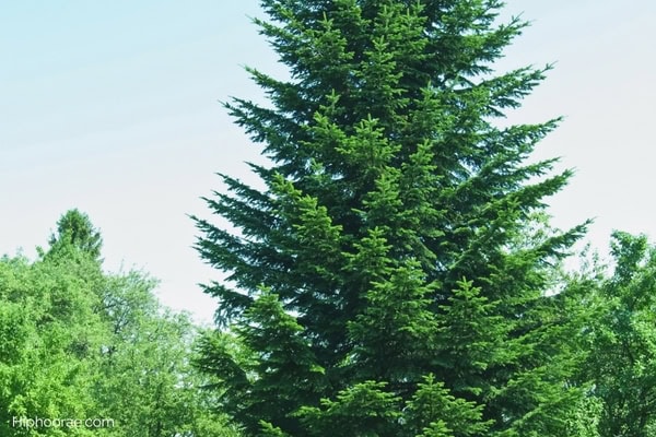 fir tree