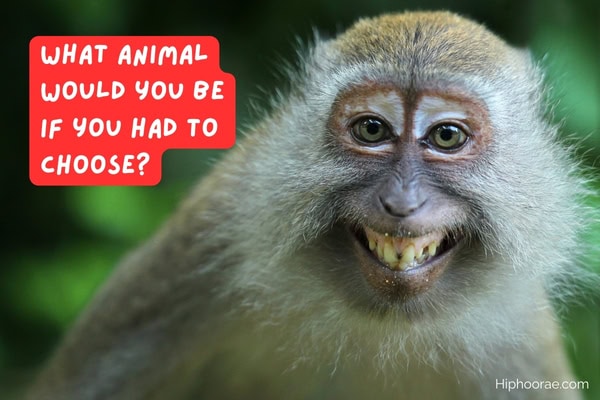 smiling monkey with question overlay