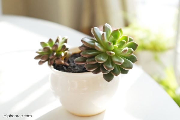 cute potted succulent
