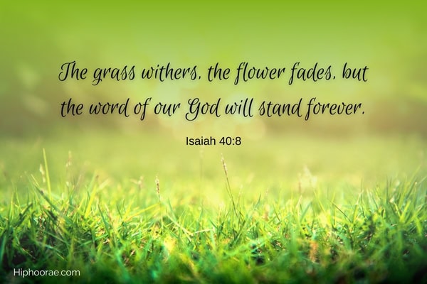 green grass with bible quote overlay