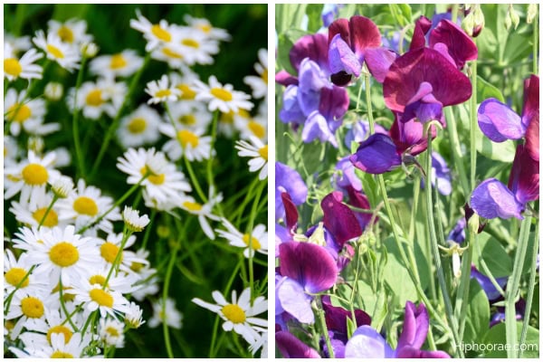 Daisies on the left and sweet pea flowers on the right