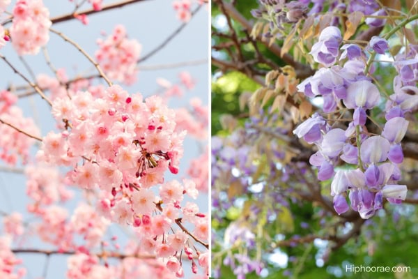 cherry blossoms (left), wisteria flowers (right)