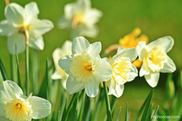 daffodils in spring