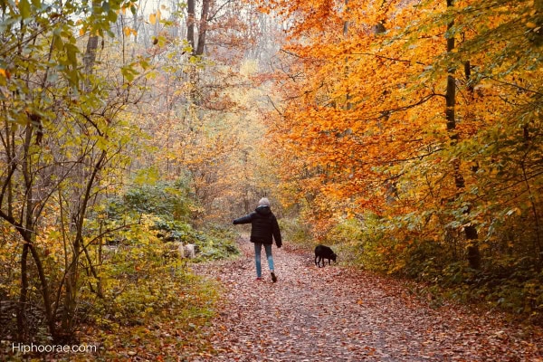 Person walking with dog in forest at fall season